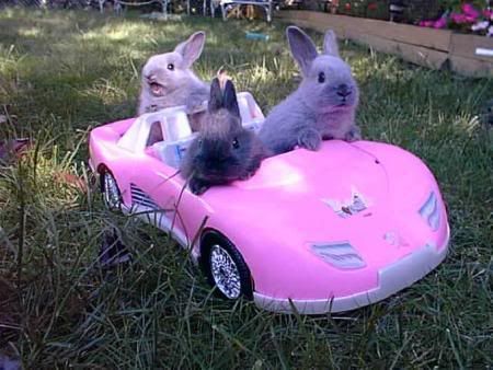 bunnies_driving.jpg