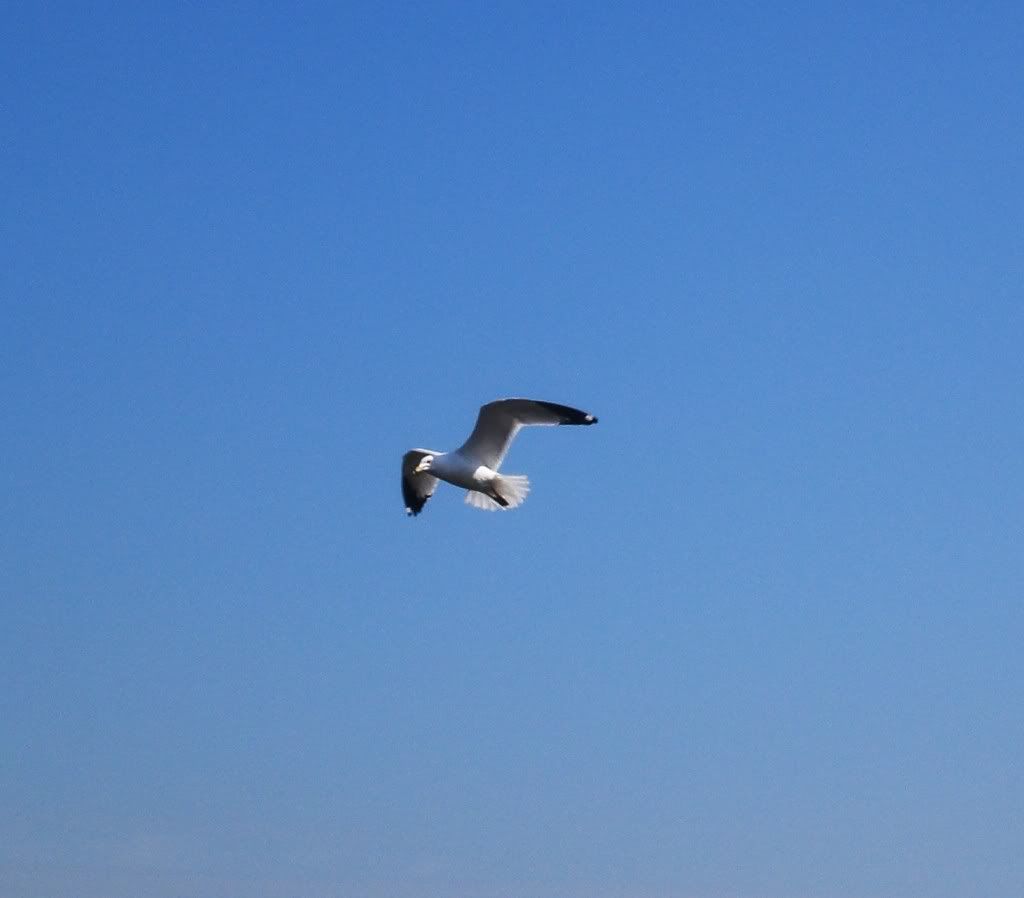 seagull Pictures, Images and Photos