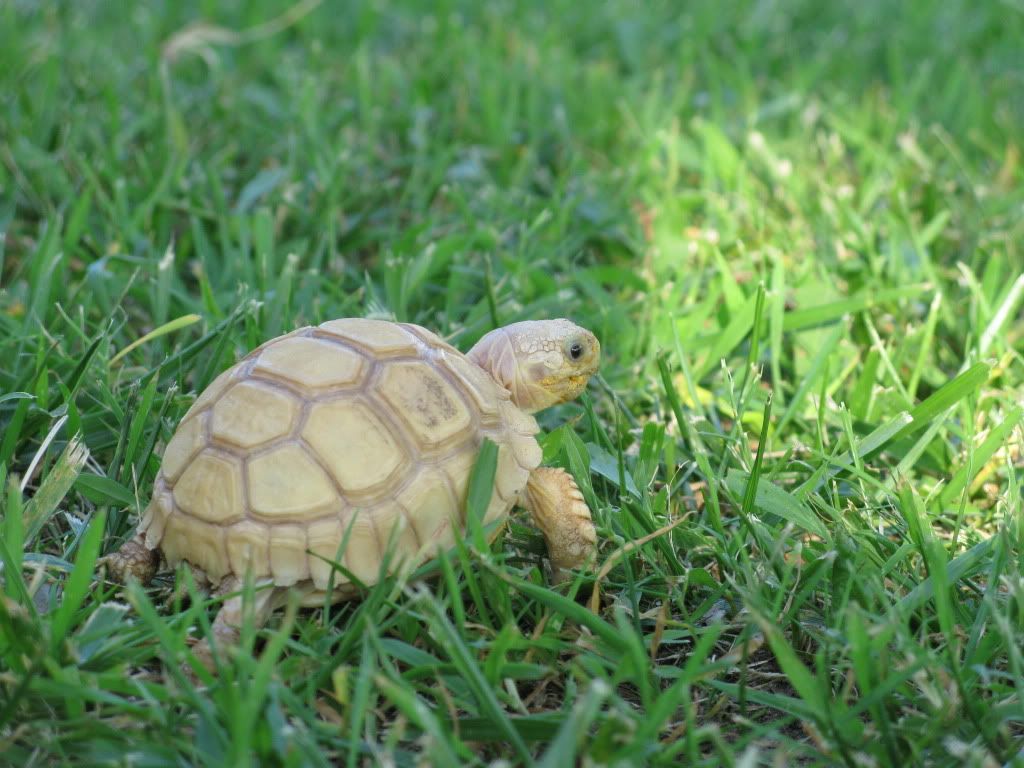 tortoise039.jpg