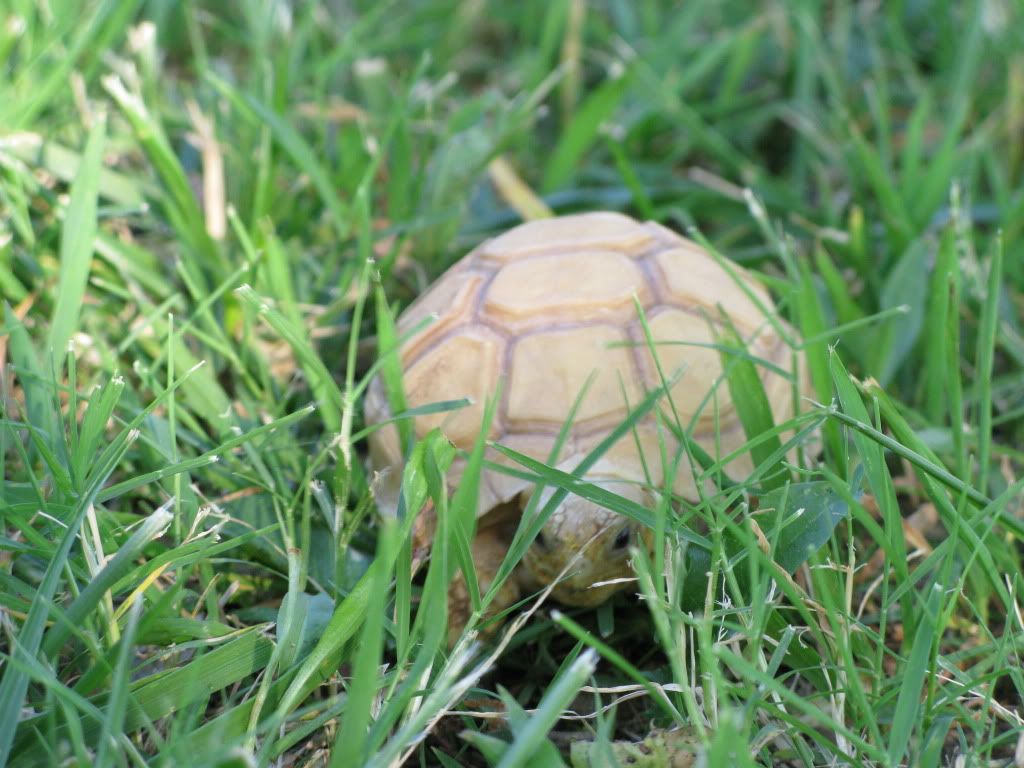 tortoise040.jpg