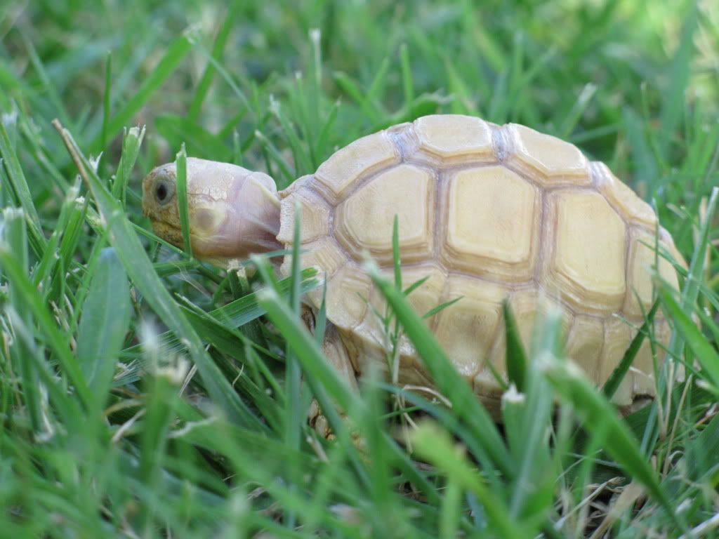 tortoise041.jpg