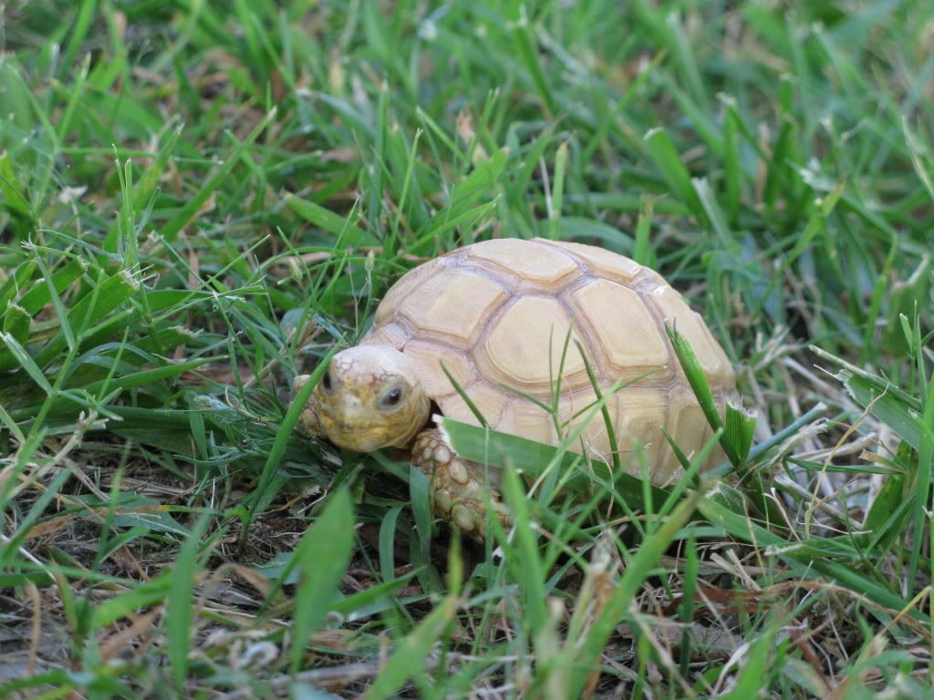 tortoise042.jpg