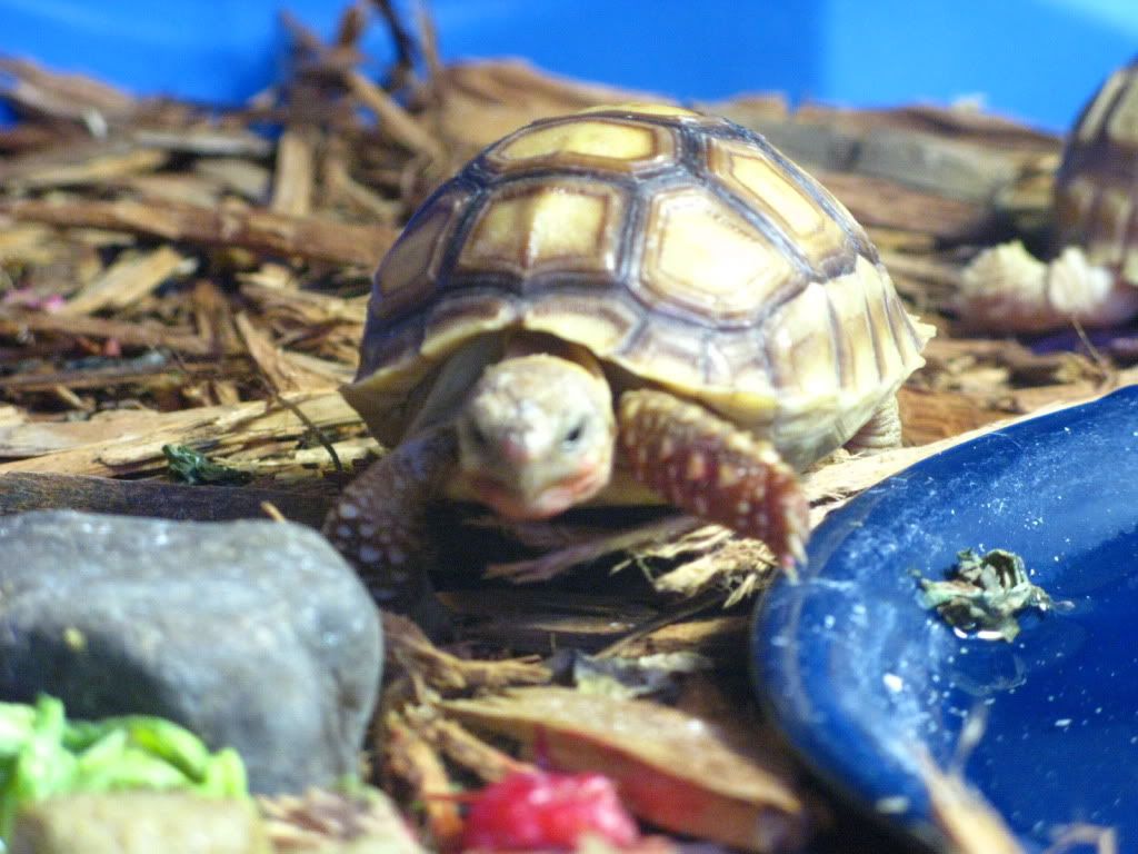 tortoise098.jpg