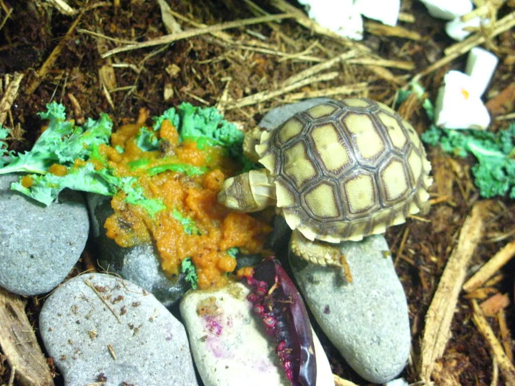 tortoise108.jpg