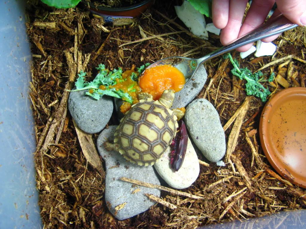 tortoise110.jpg