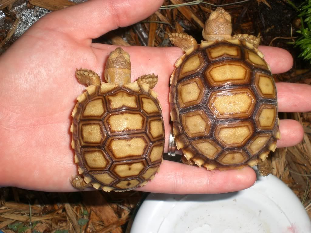 tortoise013-1.jpg
