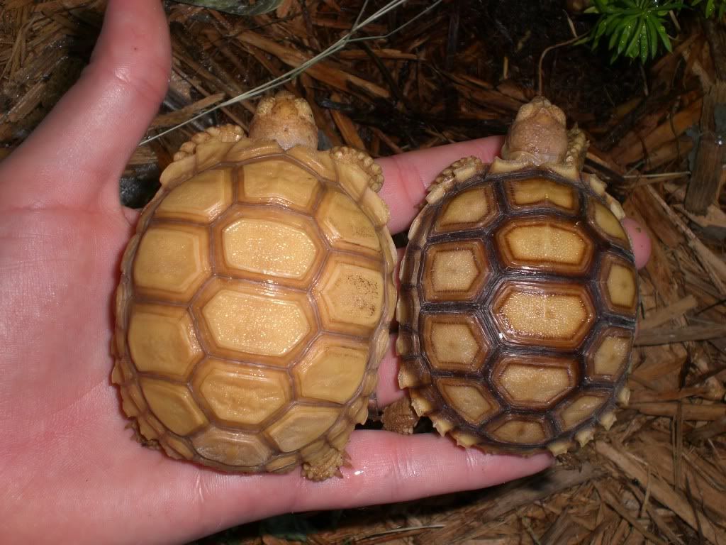 tortoise015-1.jpg