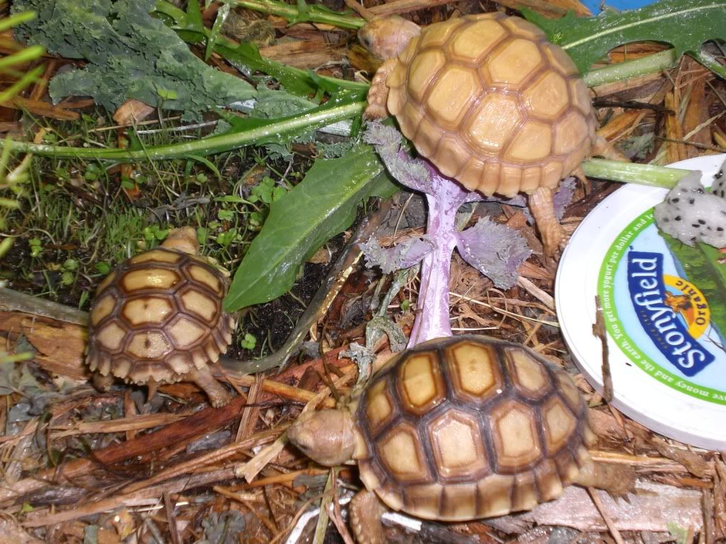 tortoise017-1.jpg