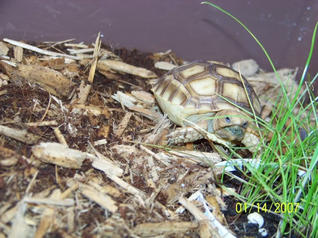 tortoise025.jpg