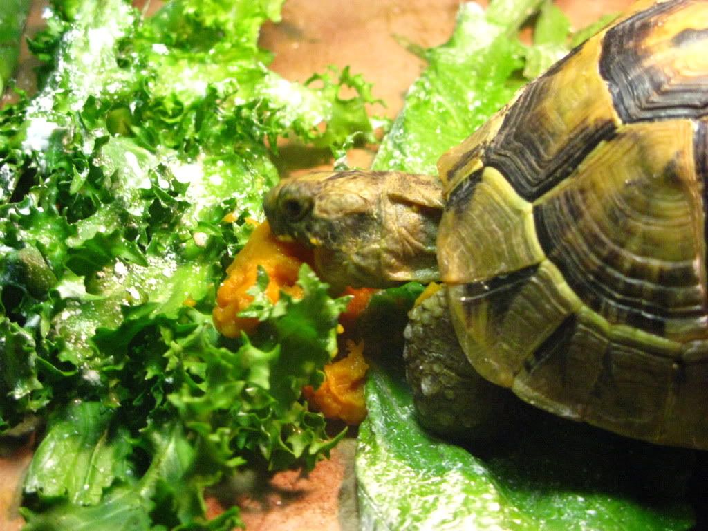 tortoise052-1.jpg