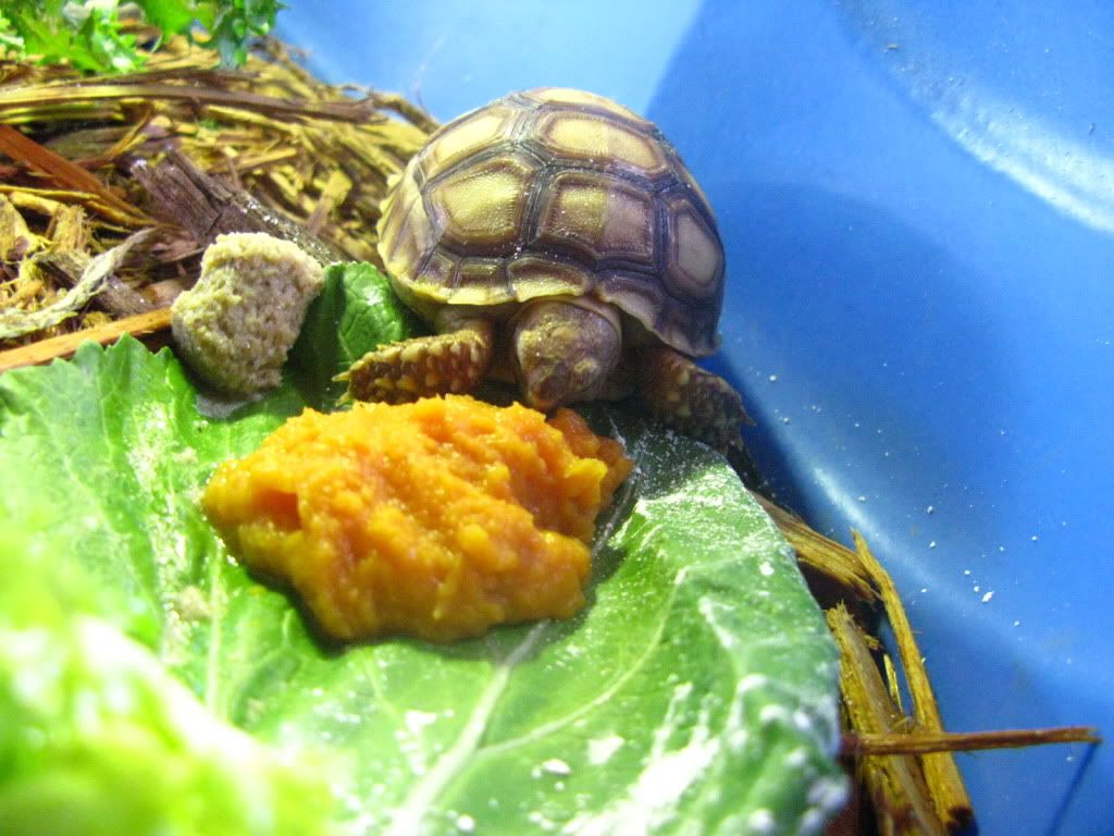 tortoise059.jpg