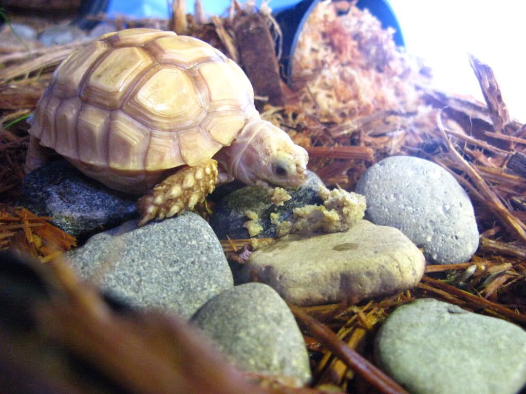 tortoise060.jpg
