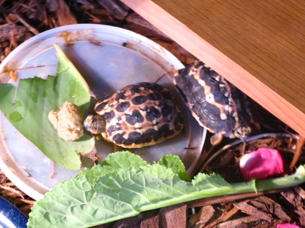 tortoise085.jpg