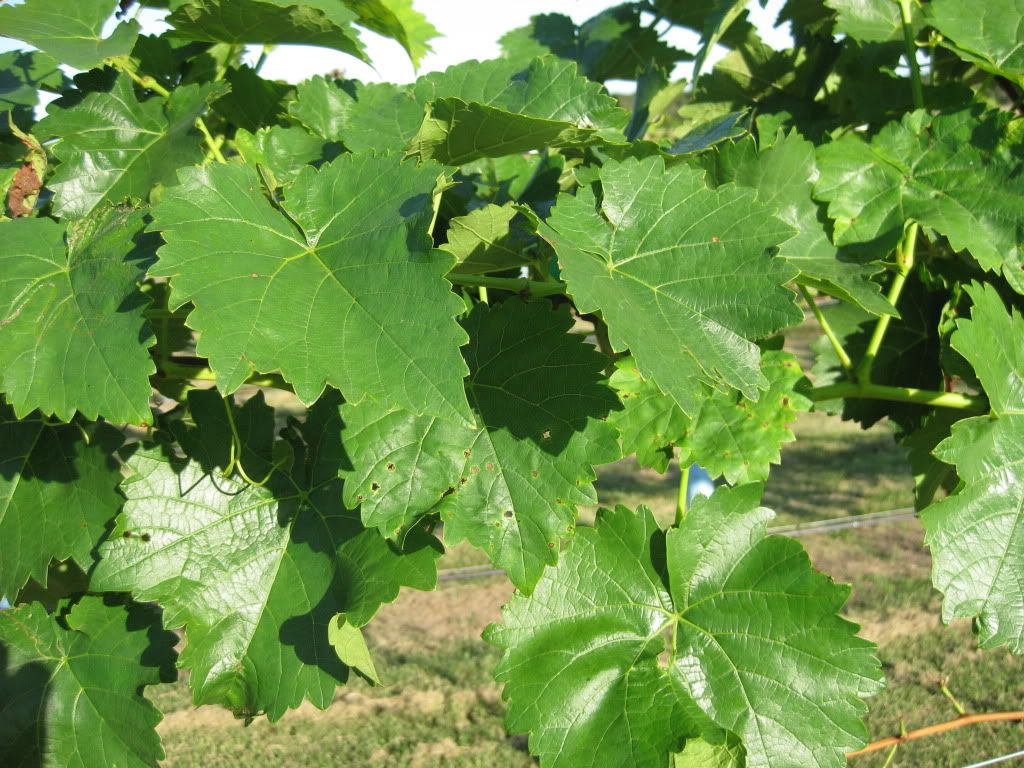 Grape leaves Pictures, Images and Photos