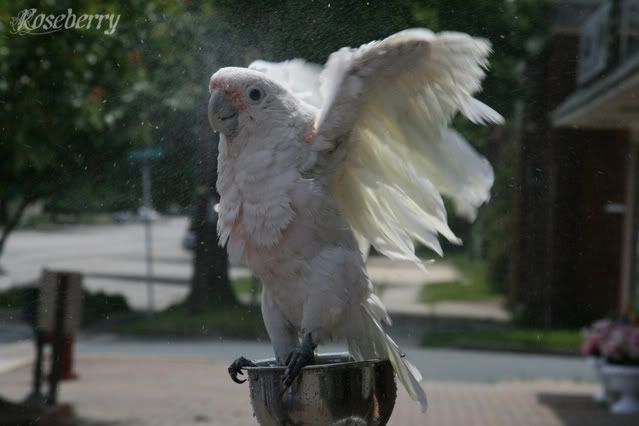 IMAGE: http://i737.photobucket.com/albums/xx16/ggpetservices/Picture235.jpg