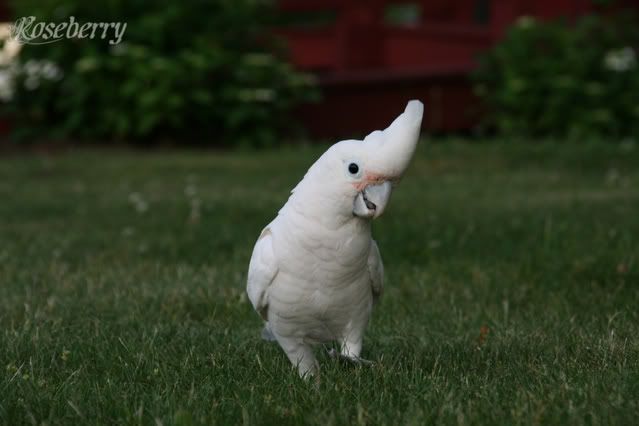 IMAGE: http://i737.photobucket.com/albums/xx16/ggpetservices/Picture447.jpg