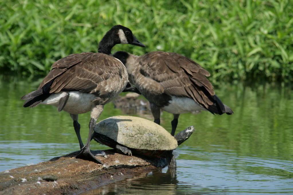 IMAGE: http://i737.photobucket.com/albums/xx16/ggpetservices/PictureorVideo166.jpg