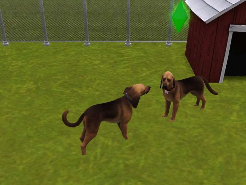Sims Kennel Club Skc Open Now — The Sims Forums
