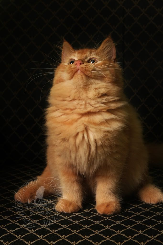 IMAGE: http://i737.photobucket.com/albums/xx19/tolahah1/2-47.jpg