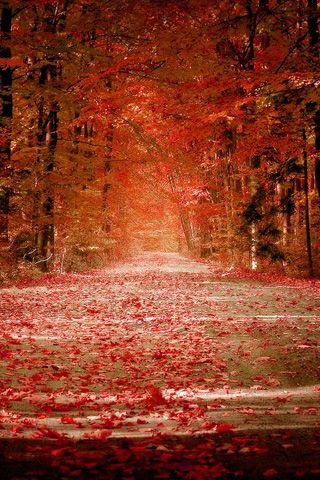 autumn red photo: Red Autumn Autumnred_Road.jpg